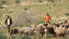 مستوطنون يحاولون سرقة ماشية في الأغوار الشمالية