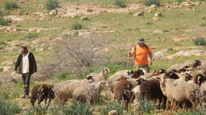 مستوطنون يحاولون سرقة ماشية في الأغوار الشمالية