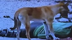 تحقيق جديد لـ"هآرتس": جنود الاحتلال أعدموا مدنيين عزّل وتركوا جثثهم لنهش الكلاب