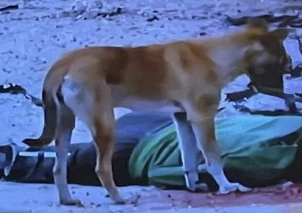 تحقيق جديد لـ"هآرتس": جنود الاحتلال أعدموا مدنيين عزّل وتركوا جثثهم لنهش الكلاب