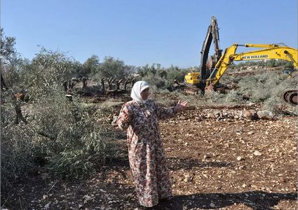 الاحتلال يواصل تجريف أشجار زيتون واقتلاعها غرب سلفيت