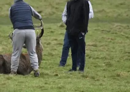 شرطة بريطانيا تبحث عن ثلاث اشخاص تسببو بمضايقة غزال