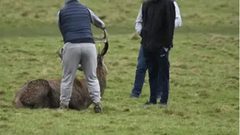 شرطة بريطانيا تبحث عن ثلاث اشخاص تسببو بمضايقة غزال