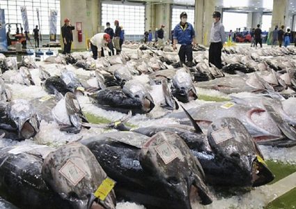 بيع سمكة تونا ب ٢٦٦ الف دولار