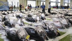 بيع سمكة تونا ب ٢٦٦ الف دولار