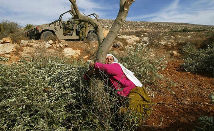 الزراعة: 13.2% من المساحات المزروعة بالزيتون لم يتمكن أصحابها من الوصول اليها