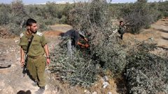 مستوطنون يقطعون مئات أشتال الزيتون في نحالين غرب بيت لحم