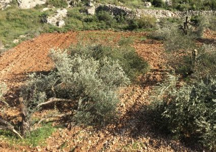 مستوطنون يقطعون عشرات أشجار الزيتون في اللبن الشرقية