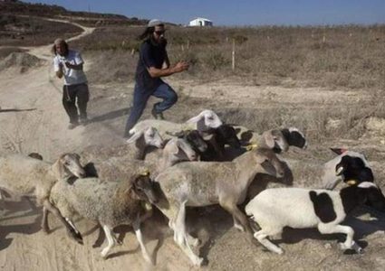مستوطنون يسرقون أغناما من المعرجات غرب أريحا