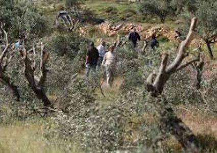 مستوطنون يقطعون 30 شجرة زيتون في قراوة بني حسان غرب سلفيت