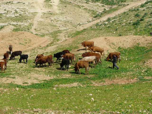 مستوطنون يرعون محاصيل المواطنين في الأغوار الشمالية