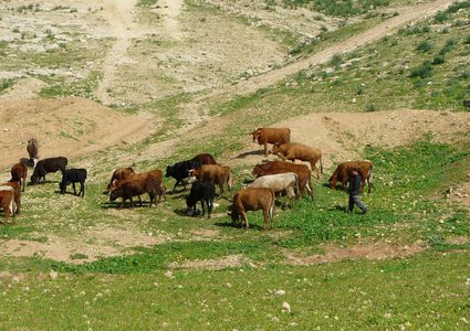 مستوطنون يرعون محاصيل المواطنين في الأغوار الشمالية