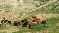 مستوطنون يرعون مواشيهم في مزارع المواطنين في تجمع شلال العوجا شمال أريحا