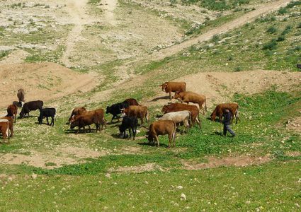 مستوطنون يرعون مواشيهم في مزارع المواطنين في تجمع شلال العوجا شمال أريحا