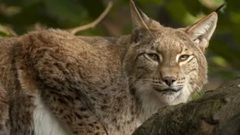 وسم الوشق المصري يتصدر مواقع التواصل الإجتماعي