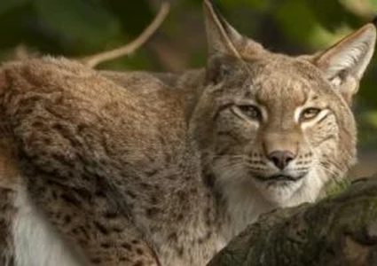 وسم الوشق المصري يتصدر مواقع التواصل الإجتماعي