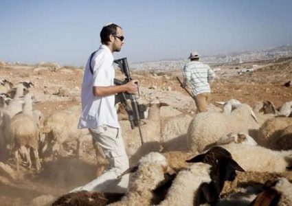 مستوطنون يعتدون بالضرب على مواطن ويسرقون منه 10 رؤوس من الأغنام