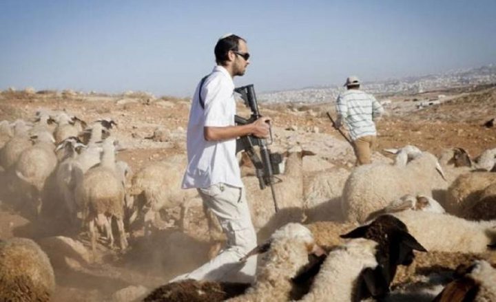 مستوطنون يعتدون بالضرب على مواطن ويسرقون منه 10 رؤوس من الأغنام