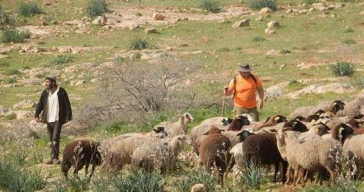 مستوطنون يهاجمون رعاة الأغنام في مسافر يطا
