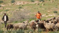 مستوطنون يهاجمون رعاة الأغنام في مسافر يطا