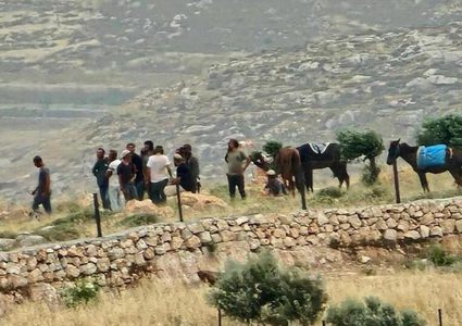 مستوطنون يعتدون على المواشي في الأغوار الشمالية