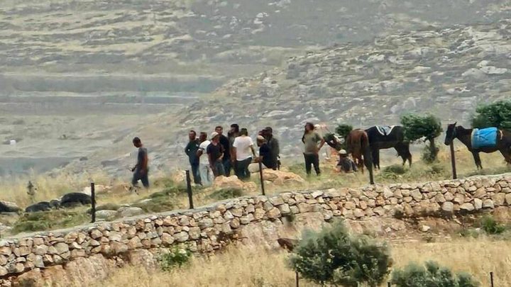 مستوطنون يعتدون على المواشي في الأغوار الشمالية