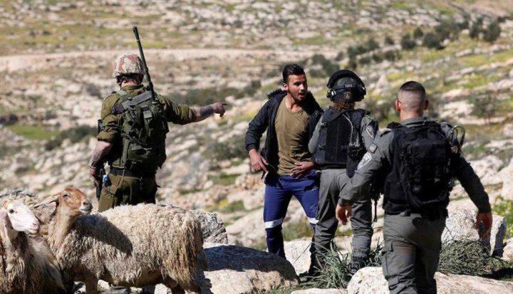 الاحتلال يمنع مواطنا من رعي أغنامه في مسافر يطا