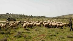 مستوطنون يحاولون سرقة مواشي في الأغوار الشمالية