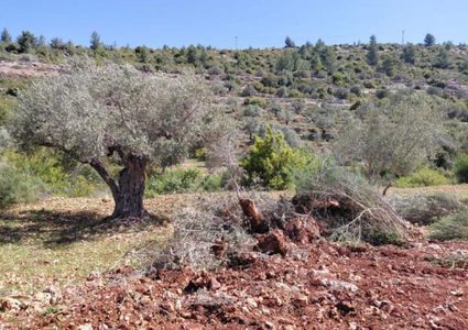 مستوطنون يقتلعون مئات أشجار الزيتون ويجرفون نحو 2000 دونم في أم صفا