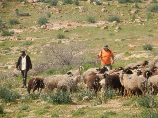 مستوطنون يعتدون على أراضي المواطنين في مسافر يطا