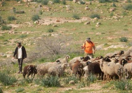 مستوطنون يعتدون على أراضي المواطنين في مسافر يطا