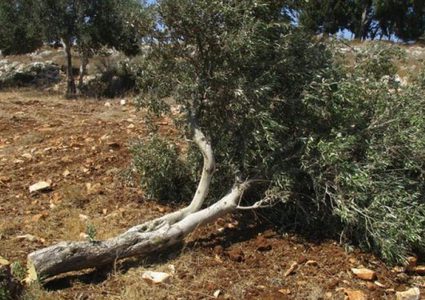 مستوطنون يقتلعون أشجار زيتون ويعتدون على ممتلكات المواطنين بمسافر يطا
