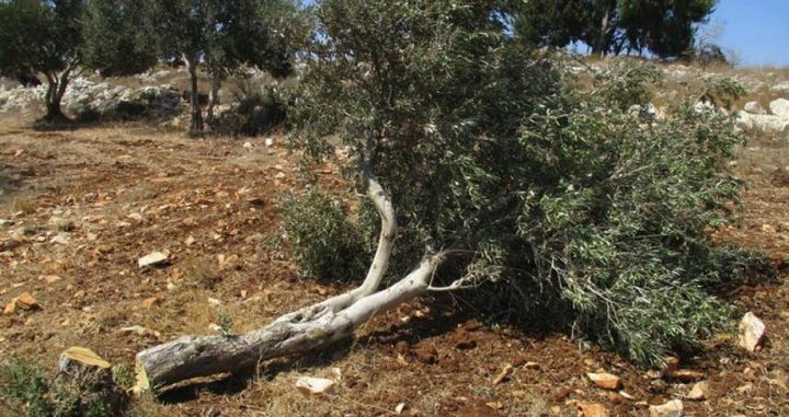 مستوطنون يقتلعون أشجار زيتون ويعتدون على ممتلكات المواطنين بمسافر يطا