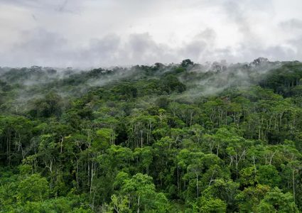 من الماء والتربة والحيوانات.. مرض خطير يضرب مناطق بالأمازون
