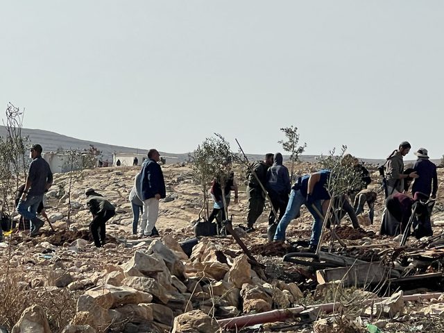 مستوطنون يقتلعون أشجارا ويطلقون مواشيهم في المحاصيل الزراعية بمسافر يطا