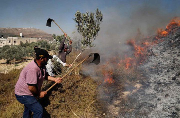 مستوطنون يحرقون أراضي زراعية في سهل برقة شمال غرب نابلس