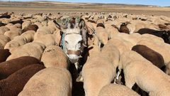 نقيب عام الفلاحين: مصر فقدت 2 مليون حمار وبقي فيها اقل من مليون حمار