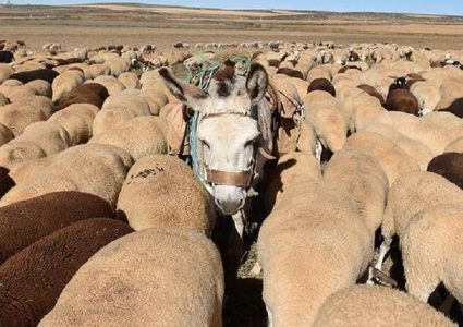 نقيب عام الفلاحين: مصر فقدت 2 مليون حمار وبقي فيها اقل من مليون حمار