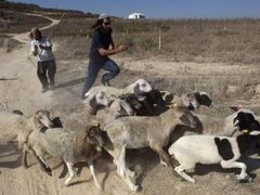 رام الله: مستعمرون يحرقون محاصيل زراعية ويلاحقون رعاة أغنام في ترمسعيا