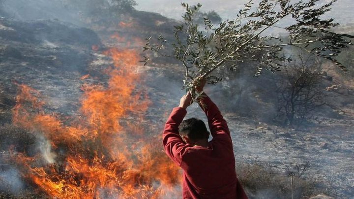 مستوطنون يضرمون النار في أراضي مادما جنوب نابلس