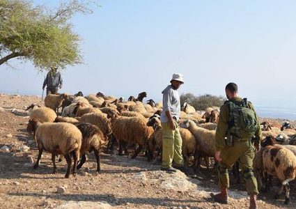 مستوطنون يسرقون أغناما بمسافر يطا جنوب الخليل
