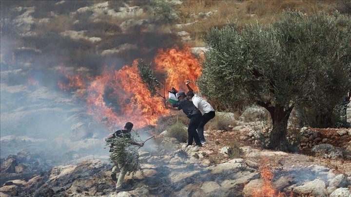 مستوطنون يحرقون 40 دونما مزروعة بالقمح في بلدة سبسطية قرب نابلس