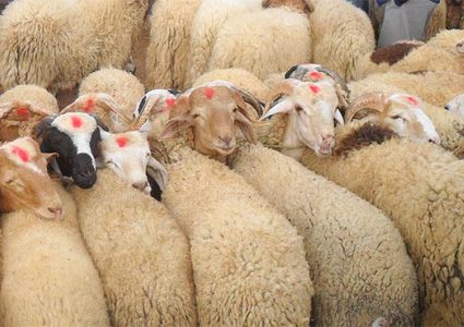 النبالي: أسعار الخراف إلى 75 شيقل خلال يومين بدعم شعبي ورسمي