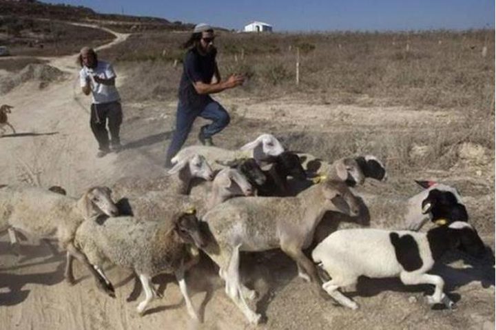 مستعمرون يعتدون على مواطنين في مسافر يطا