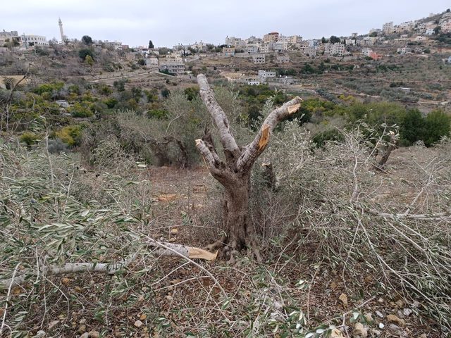 مستوطنون يقطعون أكثر من 100 شجرة زيتون غرب سلفيت ويعتدون على مزارعين