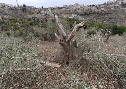مستوطنون يقطعون أكثر من 100 شجرة زيتون غرب سلفيت ويعتدون على مزارعين