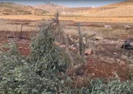 مستعمرون يقطعون اشجار زيتون بين قريتي المغير وابو فلاح