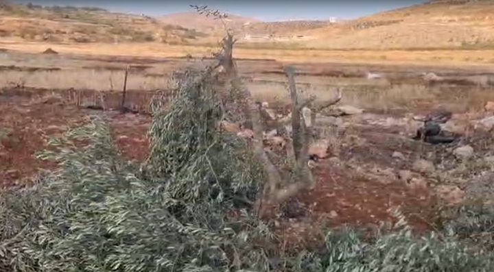 مستعمرون يقطعون اشجار زيتون بين قريتي المغير وابو فلاح