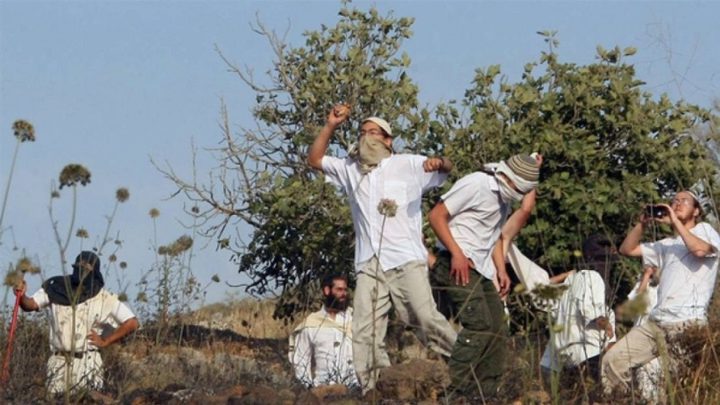 مستعمرون يهاجمون مزارعين في مسافر يطا