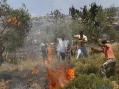 مستوطنون يحرقون أراضي زراعية شمال شرق رام الله